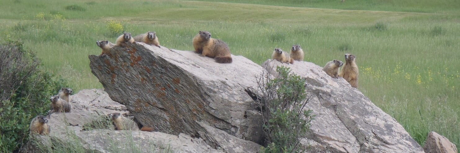 Mel Rothenburger banner