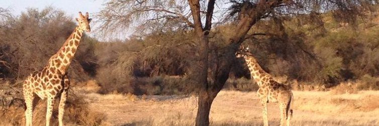 Abisha Mapendembe banner