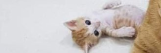 oldrosethepeach's profile banner image