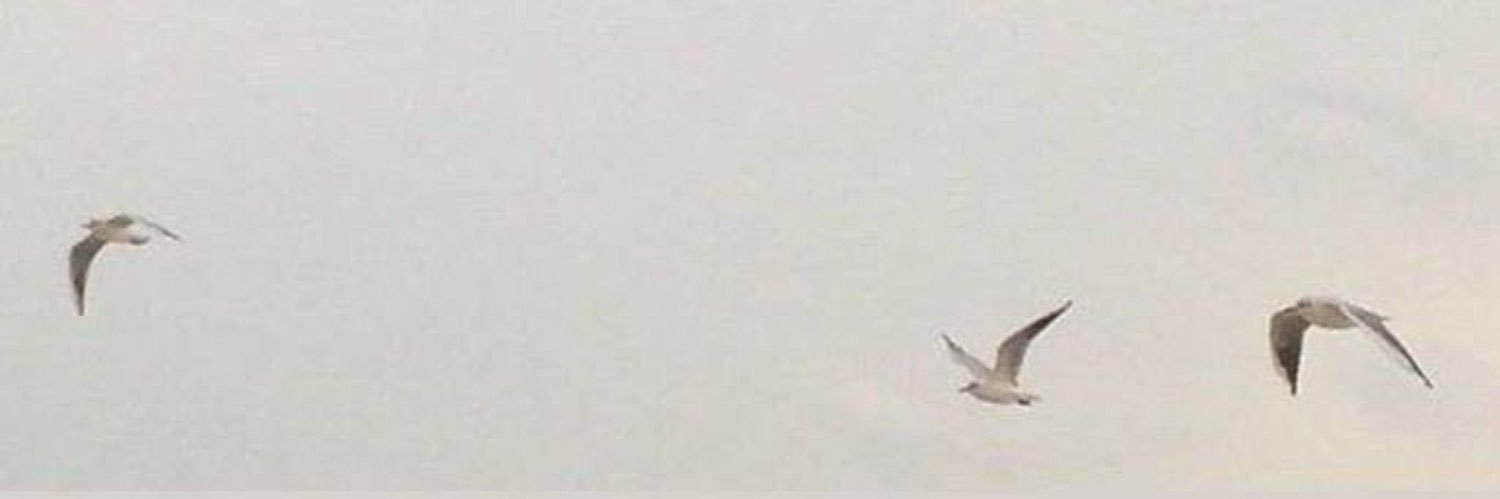 ٓ banner