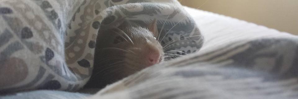 BlindThready's profile banner image