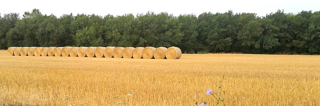 Sílvia Aznar🎗 banner