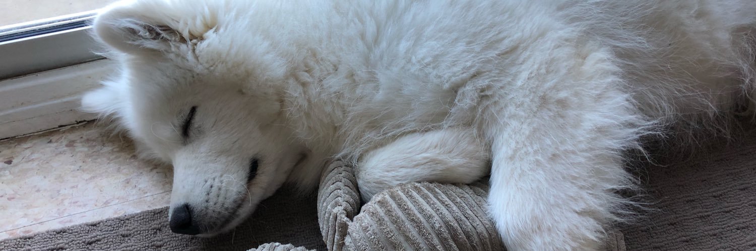 HuxleySamoyed's profile banner image