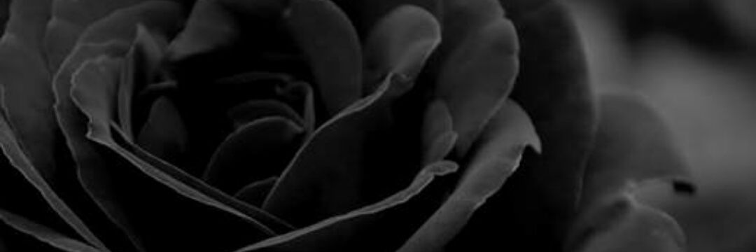 FundaCebi's profile banner image