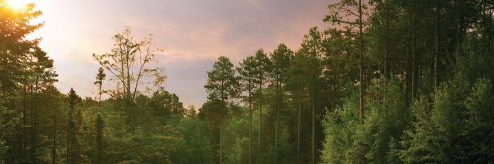 AReiffenberger's profile banner image