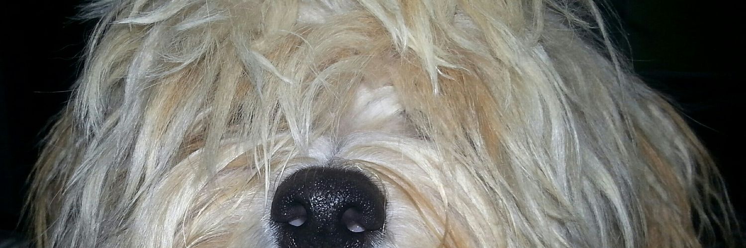 PBryngelson's profile banner image