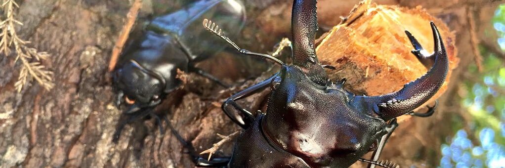 ビソン🐞 banner