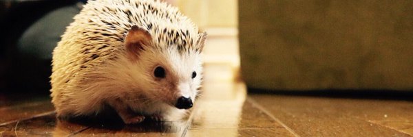 nissy_tabehodai Profile Banner