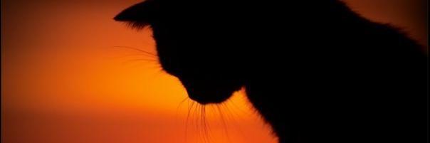 Alexich_Grey's profile banner image