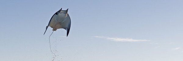 WalterMunk_ Profile Banner