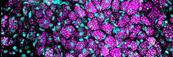 Lab__Williams Profile Banner