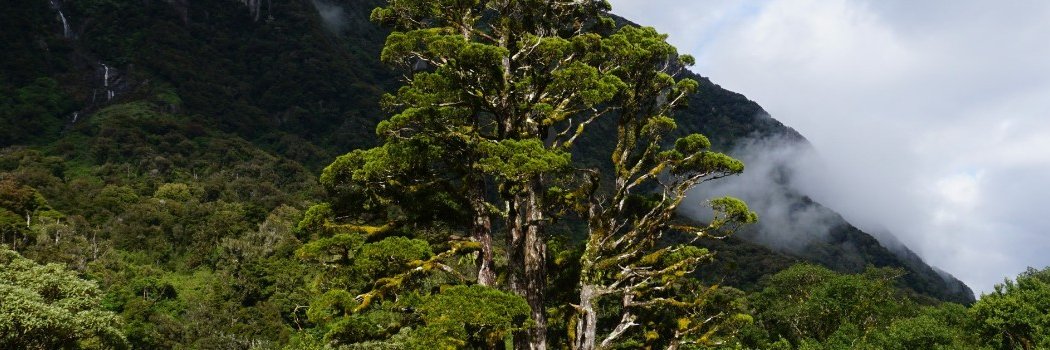 Stacey Hendriks, PhD banner