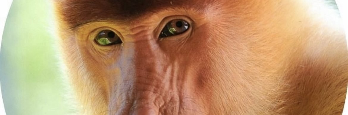 budibudweiser's profile banner image