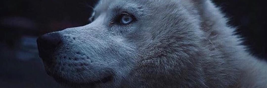 MstfaOkann's profile banner image