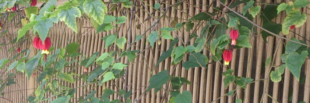 まい banner