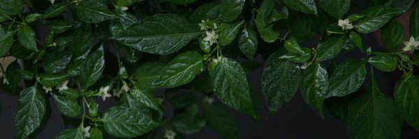 neri_log Profile Banner