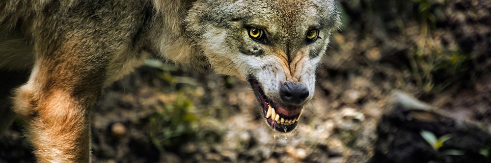 furhag yurifag 🇵🇸🔻 banner