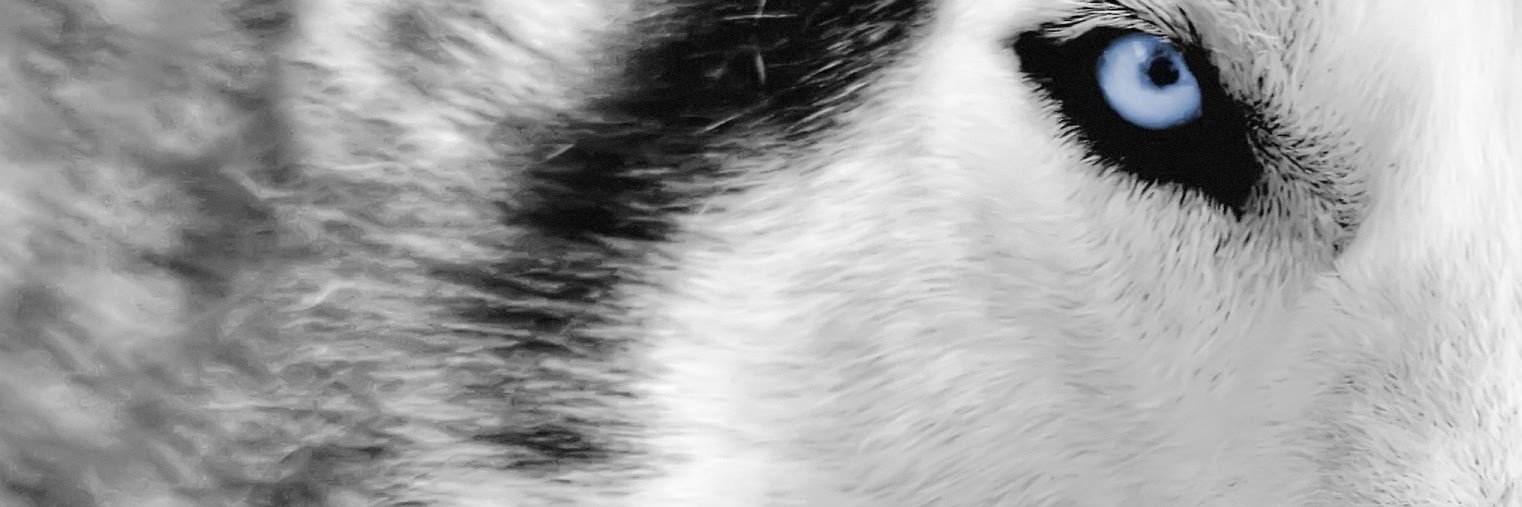 Patachu's profile banner image