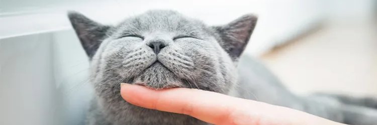 Kitousha's profile banner image