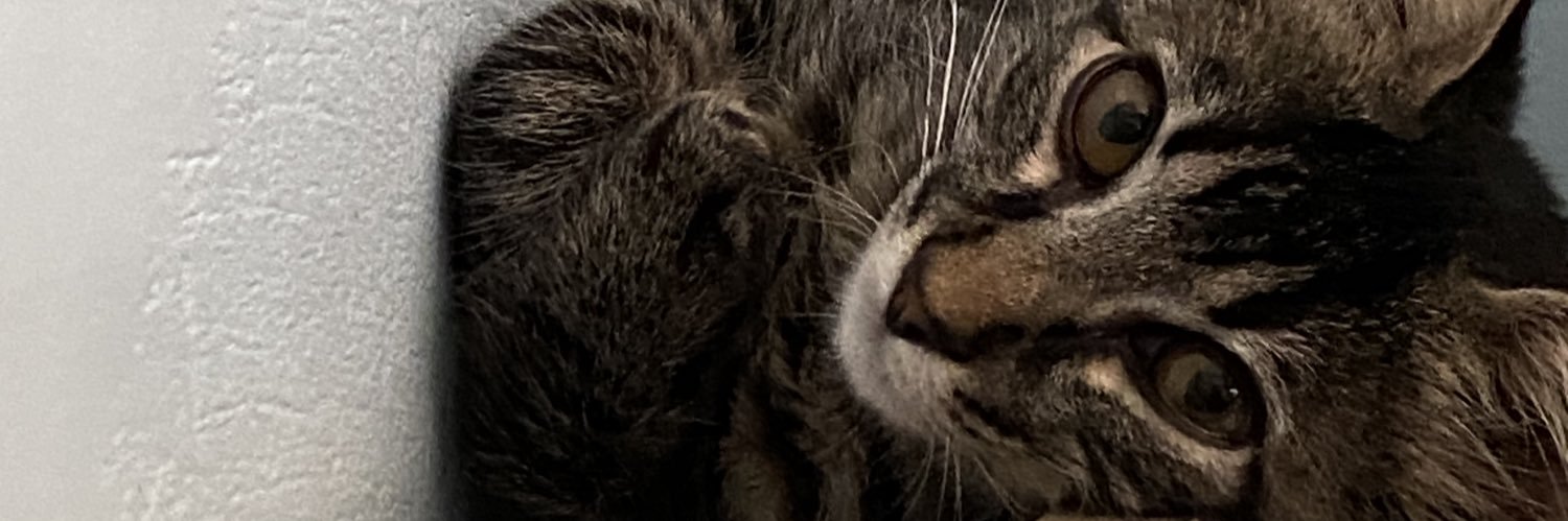 vittordeaguiar's profile banner image