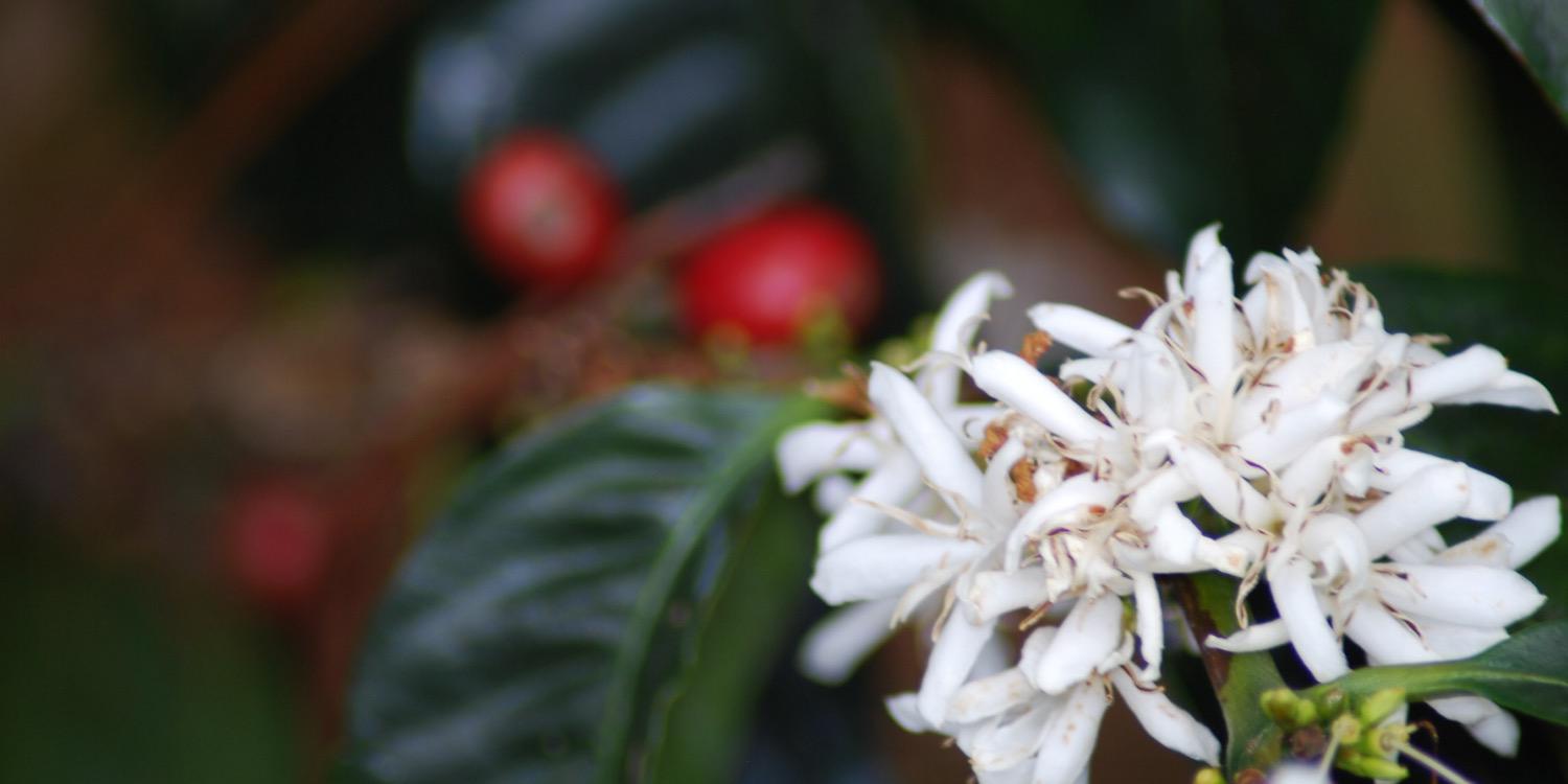 supra_cafe's profile banner image