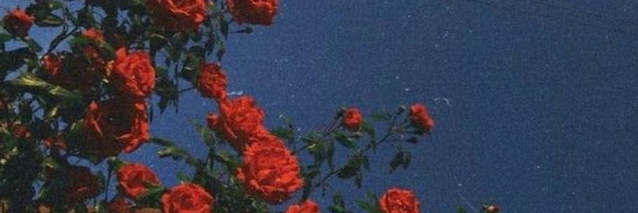 debocarnicer's profile banner image