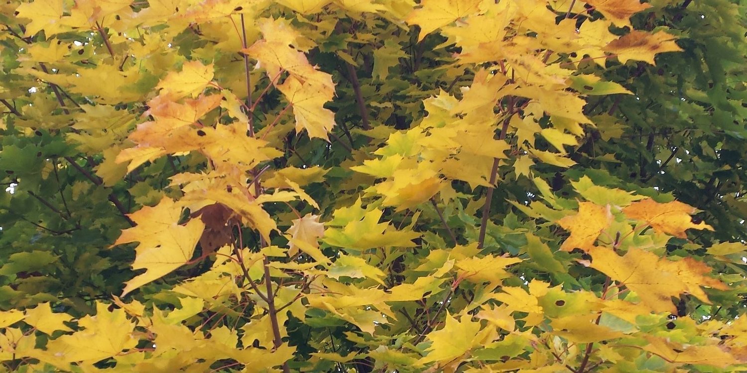 CrazymonkeyCAN's profile banner image