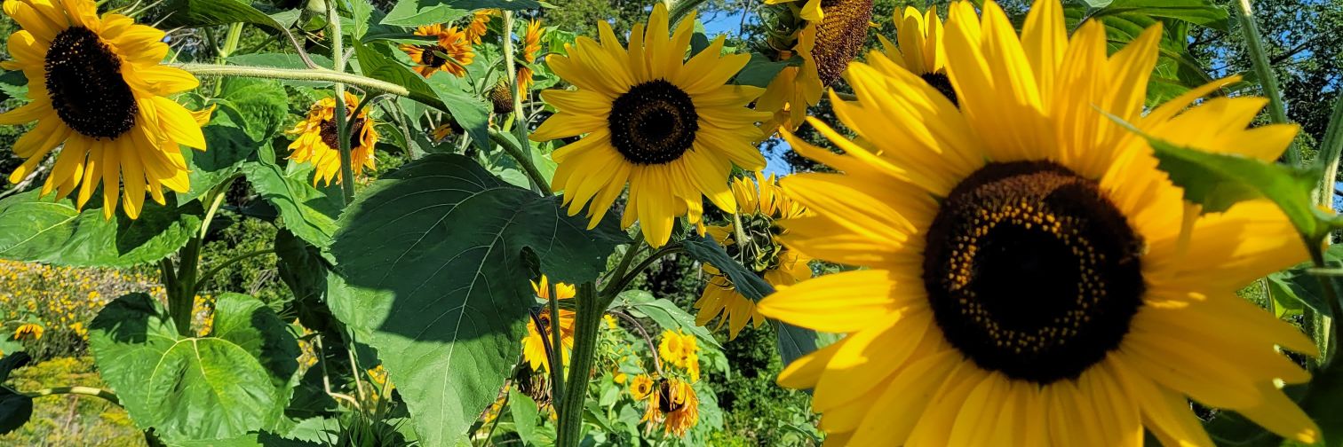 sasksunshine71's profile banner image