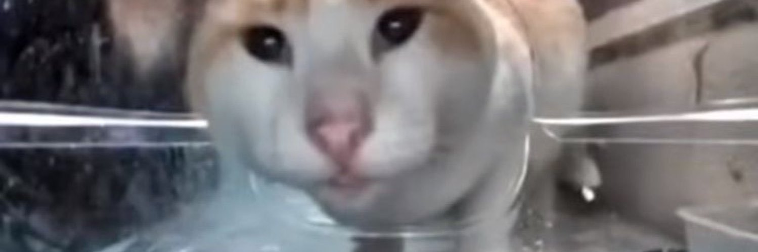 edward nashton enjoyer (terminal) banner