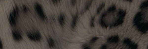 xjiisel Profile Banner