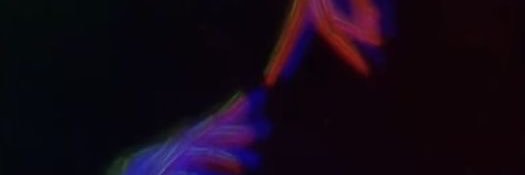 ChinchioDuda's profile banner image