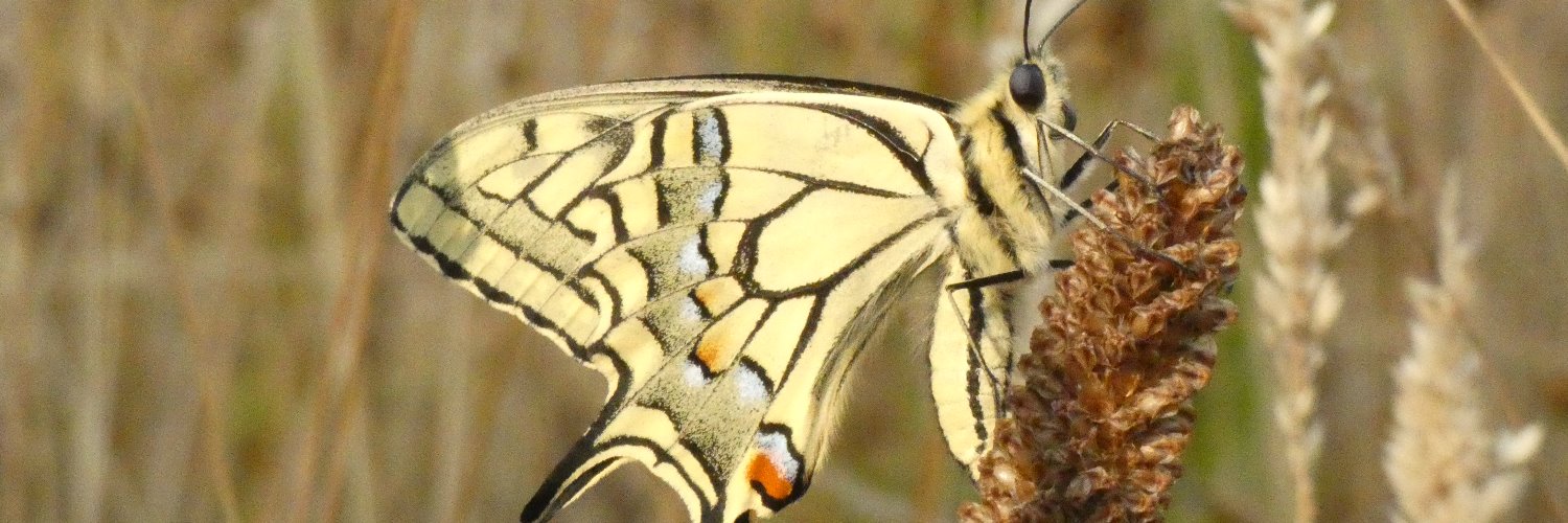 Machaon 3d banner