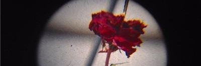 roses in the castle banner