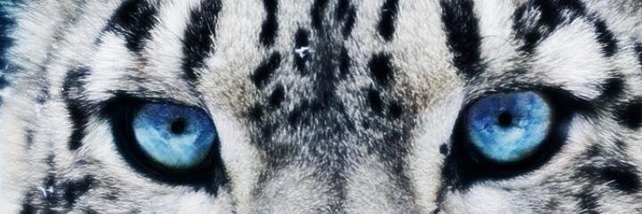 LazutkinAlex's profile banner image