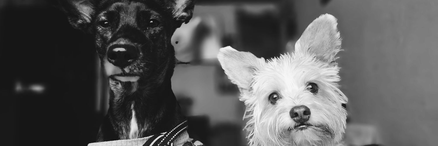 𝓐𝓵𝓵𝓲𝓼𝓸𝓷 banner