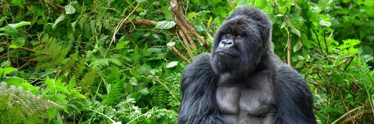 Goripto☀️🔺⚛️ 𐤊 banner