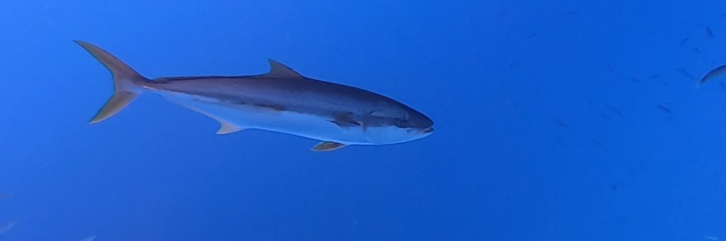 Flávio🍃🐍 banner