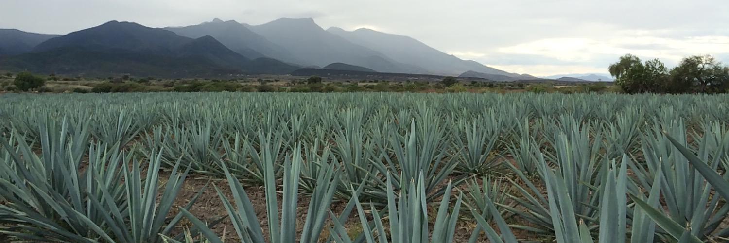 MezcalitodeCasa's profile banner image