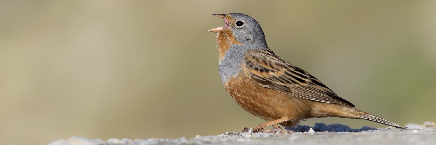 Jamie Everett banner