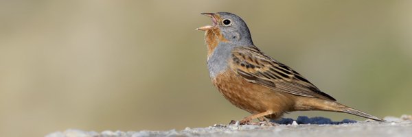 _JamieEverett Profile Banner