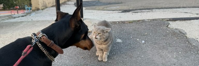 sedattcom's profile banner image