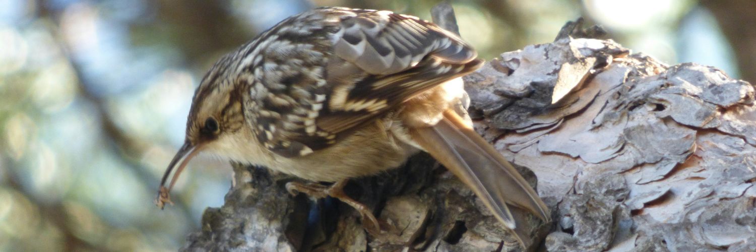 Jesús Colás banner