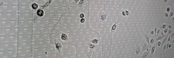 LaineBioImaging Profile Banner
