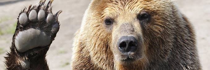 bigursao's profile banner image