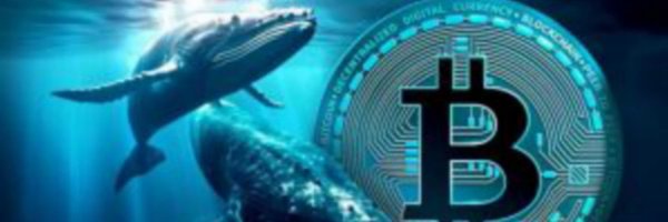 ChainPrime Profile Banner