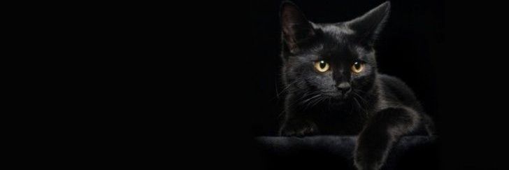 Nikdoll1999's profile banner image