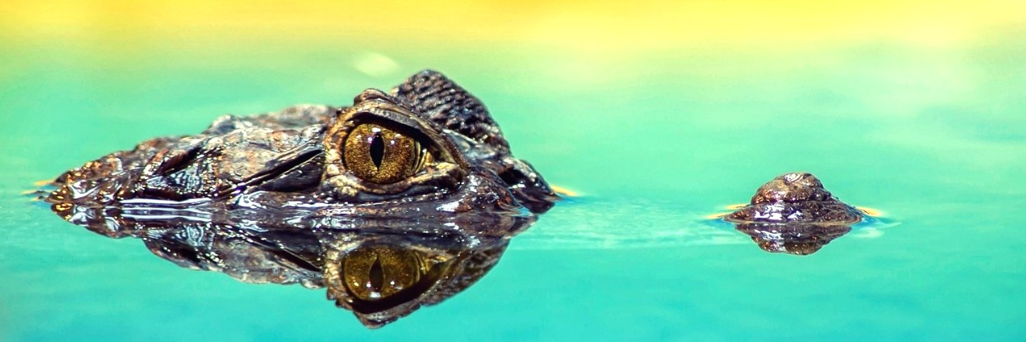 CyberGatorz's profile banner image