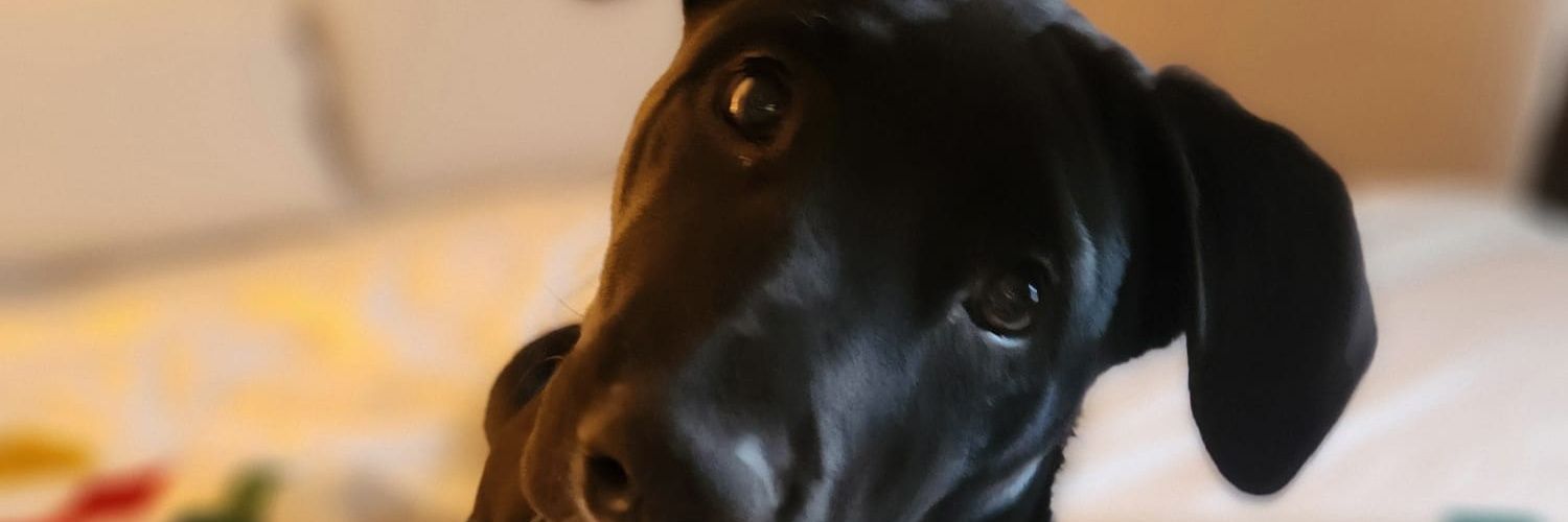 BrockDermott's profile banner image
