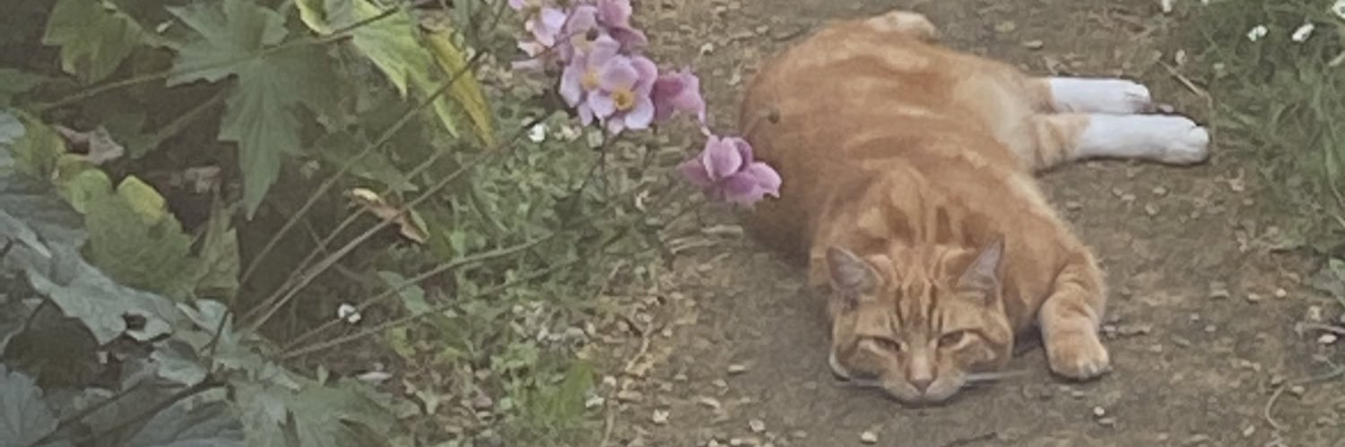 Tigs🐯🐯🔥☀️ banner