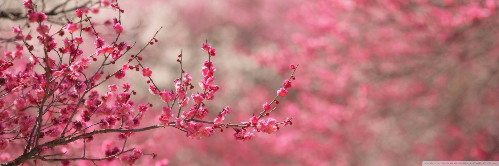 CheCheCabawatan's profile banner image